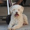 Lagotto