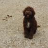 Lagotto