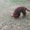 Lagotto
