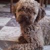 Lagotto