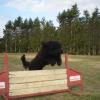 Barbet en agility