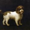 L'english water spaniel peint par George Stubbs les Anglais ont réussi a fabriquer un épagneul d'eau magnifique qui remplacera le barbet en Angleterre