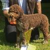 Lagotto